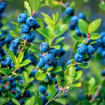 Berries Seeds 45+ pcs Bundle (Mixed Berry Cultivars) – 3-Cultivar Garden Package Premium Certified Berry Fruit Plant Seeds for Planting