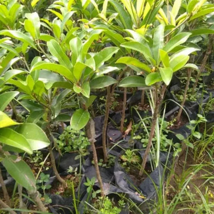 Alano Jumbo Sapodilla Grafted Fruit Tree - Premium Tropical Ciku