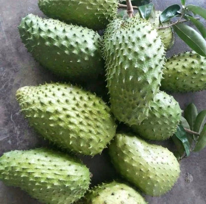 100+ 'Nigerian' Soursop Seeds (Annona muricata) – Elite West African Genetic Stock (Collectors Quality)