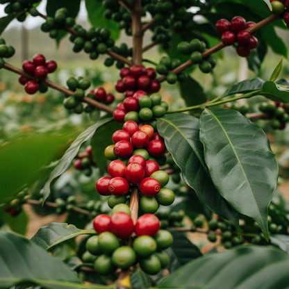 S288 Coffee Seeds (Coffea arabica x liberica / Natural Interspecific Hybrid Selection) – Premium Gourmet Specialty Coffee Plant Seeds for Planting