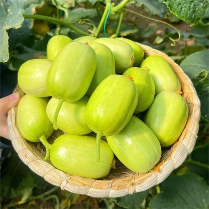 Premium 'Jade Green' Cucumber Seeds (Cucumis sativus) – Elite East-Asian Long-Type Heirloom Seeds (100+ Count)