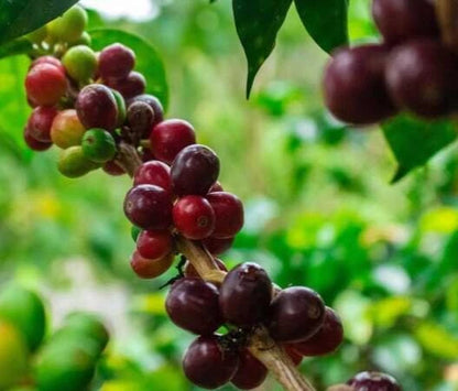 120+ Kent Coffee Seeds (Coffea arabica var. 'Kent') – Premium Heirloom Indian Specialty Arabica Bean Tree Seeds for Planting