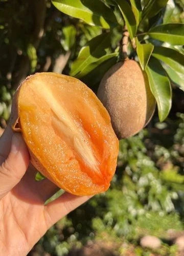 Premium 'Kalipatti' Sapodilla Seeds (Manilkara zapota) – Rare Sweet Indian Black Chikoo Heirloom Fruit Seeds (35 Count)
