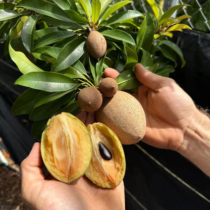 Premium Silas Wood Sapodilla Seeds (Manilkara zapota var. Silas Wood) – Exotic Sweet Chico Zapote Fruit Seeds for Planting (35 Pcs)