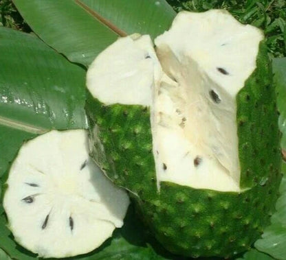 Organic Queen Soursop Seeds 100+ pcs (Annona muricata) – Premium Certified Rare Exotic Tropical Graviola Fruit Tree Plant Seeds for Planting