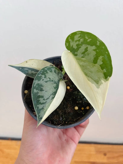Scindapsus Mayari Rare Live Plant | Exotic Tropical Houseplant | Real Photo | Collector Indoor Plant