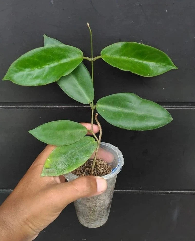 Hoya Piestolepis sp. Papua | Rare Hoya Wax Plant | Tropical Indoor Outdoor Houseplant