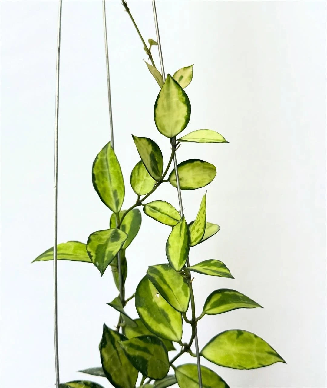 Hoya Lacunosa Asami Reborn Sp JaBar – Rare Tropical Indoor Outdoor Wax Plant Certified Live Specimen for Planting
