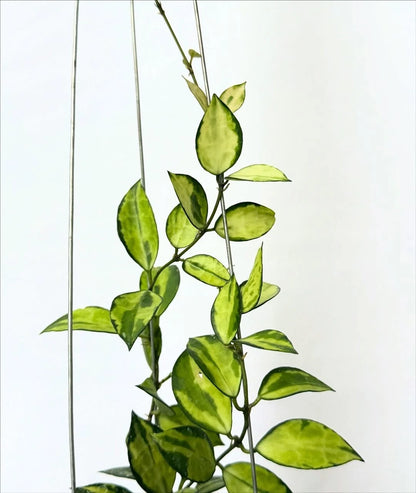 Hoya Lacunosa Asami Reborn Sp JaBar – Rare Tropical Indoor Outdoor Wax Plant Certified Live Specimen for Planting