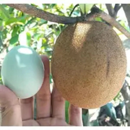 Jumbo Sapodilla (Chikoo) - Premium Grafted Exotic Fruit Tree