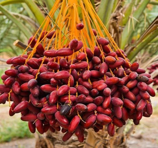 Dates Palm Seeds 35 pcs var. Red Barhi (Phoenix dactylifera) – Premium Certified Sweet Red Date Fruit Palm Plant Seeds for Planting
