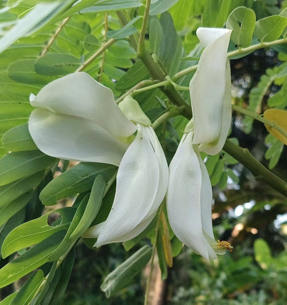 White Agati (Sesbania grandiflora) – 100 Premium Hummingbird Tree Seeds