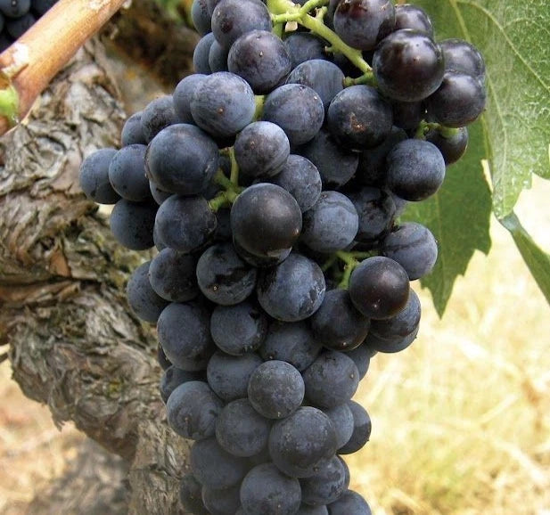 Muscat Bailey A Grape Seeds (Vitis vinifera) – 100+ Premium Japanese Red Table & Wine Grape Seeds
