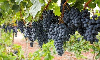 Merlot Grape Seeds 100+ (Vitis vinifera) – Fresh Heirloom Red Wine Grape & Exotic Vineyard Fruit Plant Seeds for Cultivation