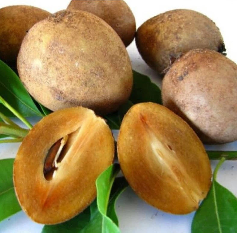 35++ Manila Variety Sapodilla Seeds (Manilkara zapota) – Premium Certified High-Yield Sweet Chiku Naseberry Exotic Tropical Fruit Tree Plant Seeds for Planting