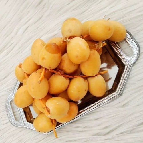 Sukkari Date Palm Seeds (Phoenix dactylifera) – 35+ Premium Royal Sweet Gold Date Seeds