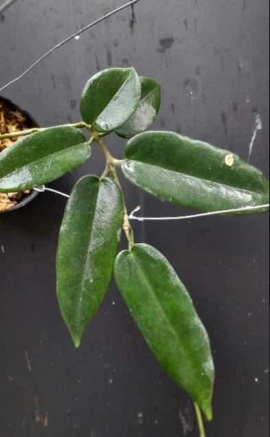 Hoya Stenakei Dark Sp. Papua Rare Tropical Indoor Outdoor Wax Plant Seeds / Cutting – Premium Certified Exotic Epiphytic Vine for Planting