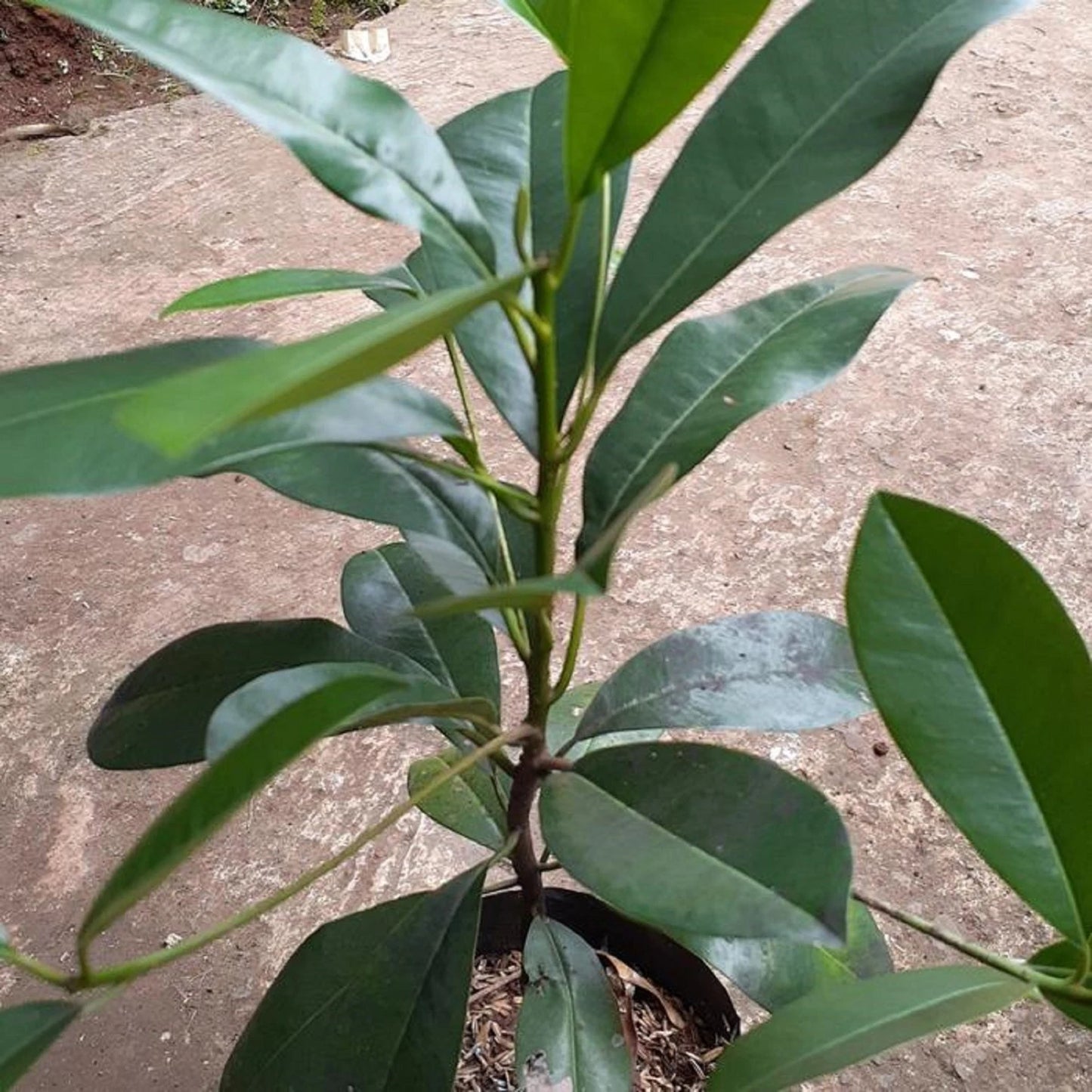 Small Grafted Sapodilla (Chikoo) - Premium Tropical Fruit Tree