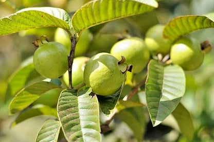 150+ Mini Pebble Guava Seeds (Psidium guajava L.) – Premium Miniature Ornamental & Bite-Sized Tropical Fruit Tree Seeds for Planting