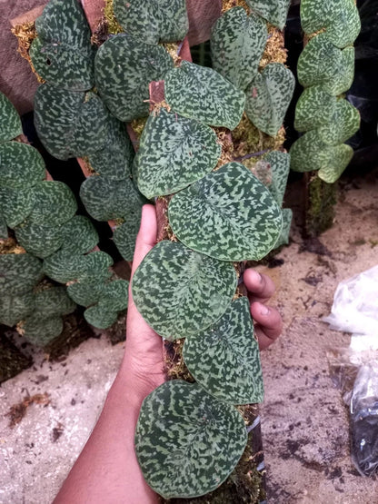 Rare Scindapsus Snake Scale Stabilo Sp. Borneo - Premium Exotic Tropical Shingle Plant Live Plant