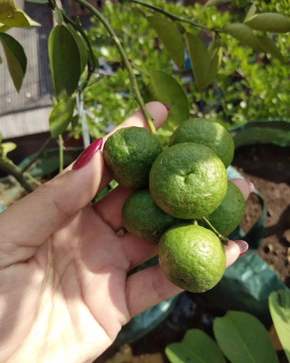 Java Lime Seeds (100+ Bulk Seeds, Citrus amblycarpa) – Limau Sambal & Exotic Citrus Fruit Tree Seeds for Planting