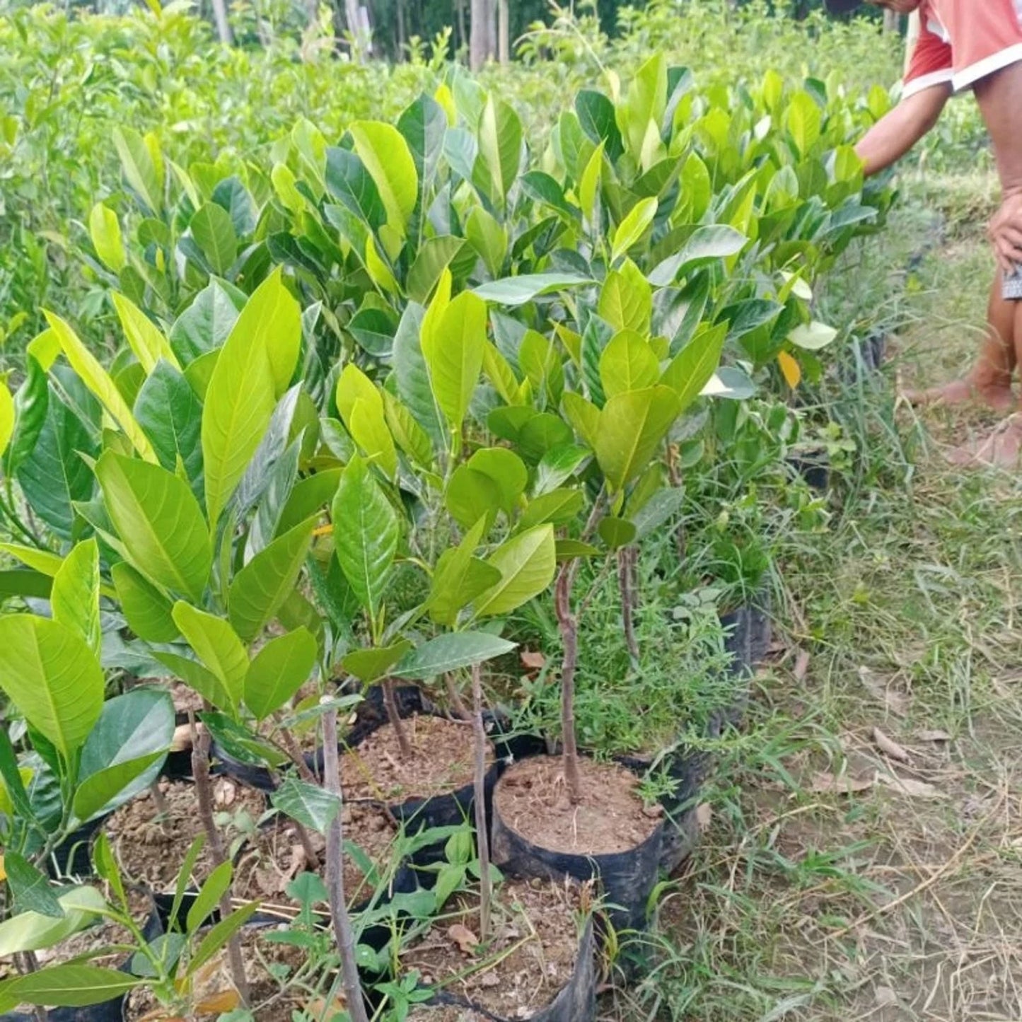 Mastura Jackfruit - Premium Grafted Exotic Fruit Tree