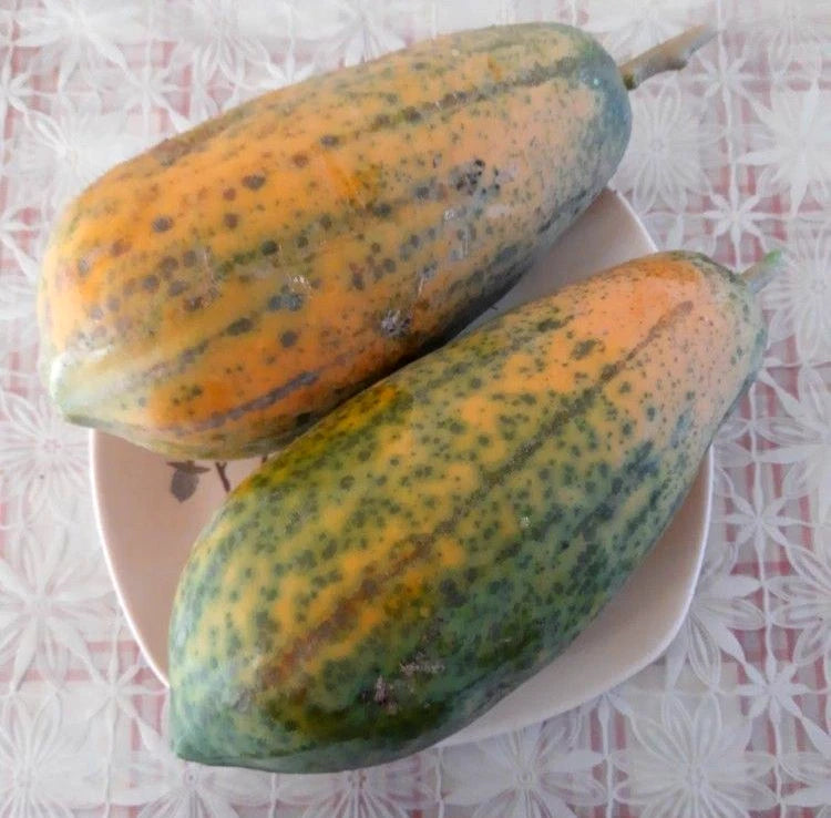 Red Thailand Papaya Seeds (Carica papaya) – 150+ Premium Exotic Sweet Red-Fleshed Thai Papaya Seeds