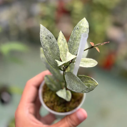 Hoya Lacunosa Winter Pandora Rare Wax Plant | Tropical Indoor Outdoor Hoya | Collector Houseplant