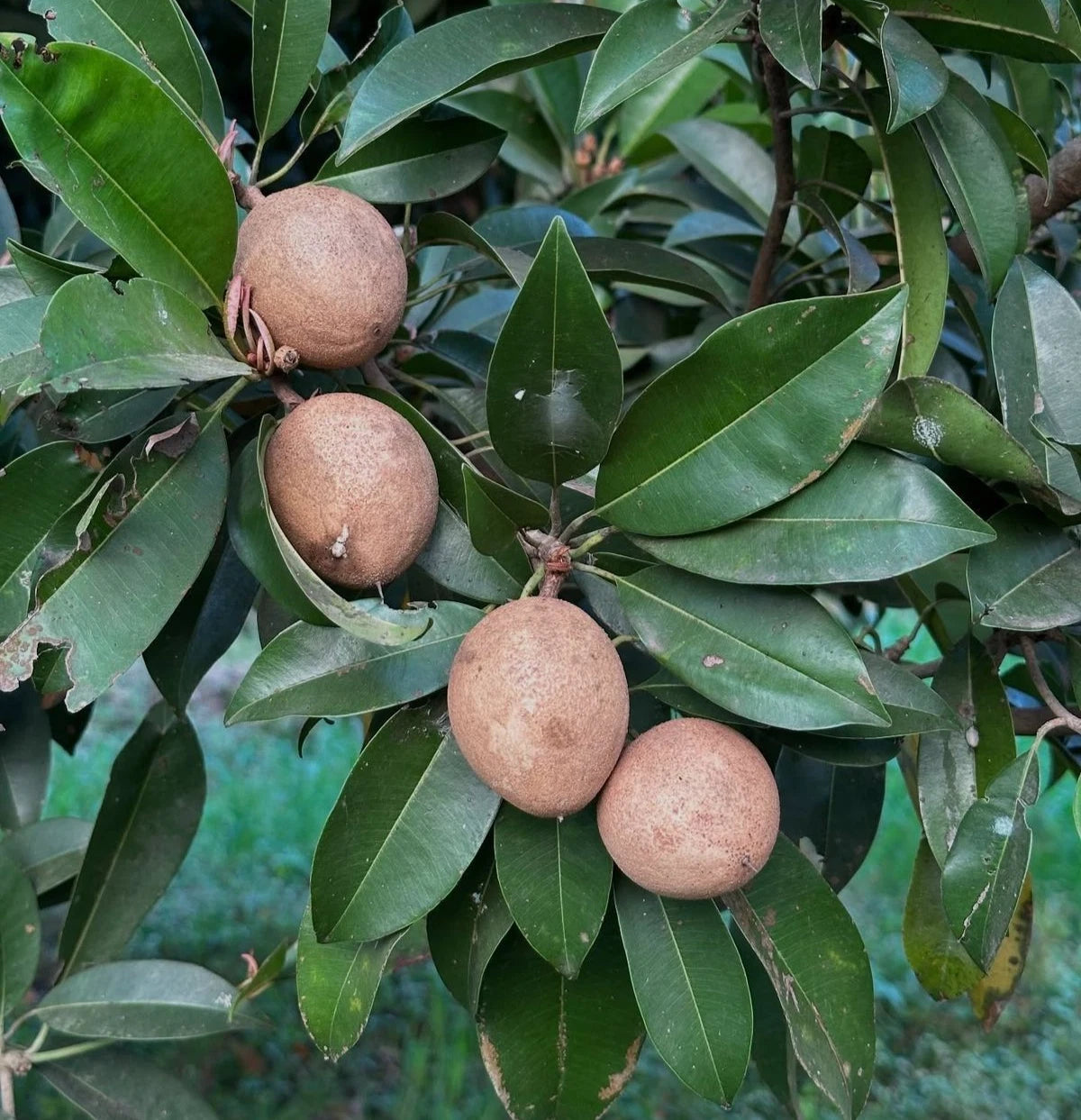 Madu Sapodilla Seeds (Manilkara zapota 'Madu') – Premium Fresh Rare Sweet Madu Chico Zapote Seeds for Planting