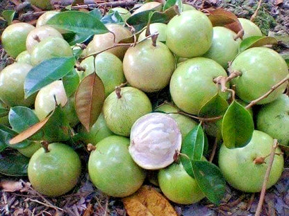 Green Star Apple Seeds (Chrysophyllum cainito) – 40+ Premium Fresh Exotic Green Star Apple / Caimito Seeds for Planting