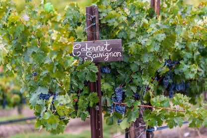 Cabernet Sauvignon Grape Seeds 100+ (Vitis vinifera) – Fresh Heirloom Red Wine Grape & Exotic Vineyard Fruit Plant Seeds for Cultivation