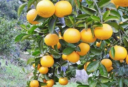 Hassaku Orange Seeds (100+ Bulk Seeds, Citrus hassaku) – Japanese Citrus Fruit Tree Seeds for Planting