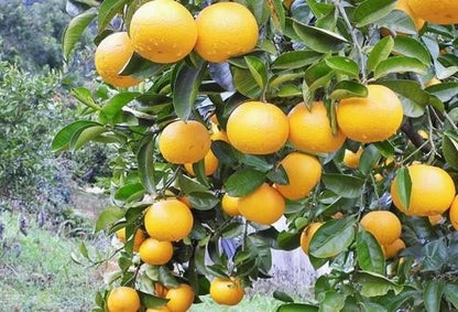 Hassaku Orange Seeds (100+ Bulk Seeds, Citrus hassaku) – Japanese Citrus Fruit Tree Seeds for Planting