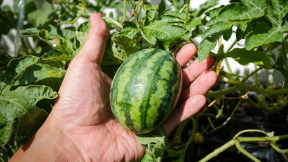 Mini Watermelon (Citrullus lanatus) – 350+ Premium Icebox Garden Seeds