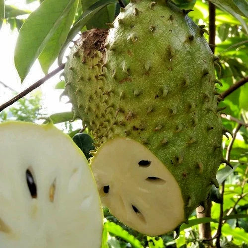 Honey Soursop Seeds (Annona muricata) – 1.000+ Premium Heirloom Extra-Sweet Honey Guanabana Seeds for Planting