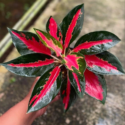 Aglaonema Kochin Bakudapati - Rare Unique Tropical Houseplant