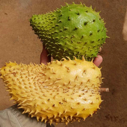 Golden Soursop Seeds 1,000+ pcs (Annona muricata var. Lutea) – Premium Certified Rare Exotic Yellow Graviola Fruit Tree Plant Seeds for Planting