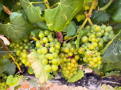 Chardonnay Grape Seeds 100+ (Vitis vinifera) – Fresh Heirloom Wine Grape & Exotic Vineyard Fruit Plant Seeds for Cultivation
