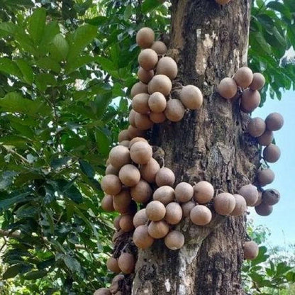 Stelechocarpus burahol (Kepel) Grafted Seedling – Rare Tropical Fruit Tree
