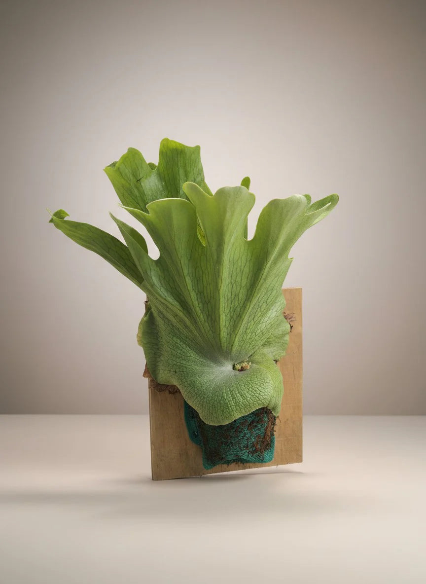 Platycerium Wandae - Majestic & Unique Tropical Staghorn Fern