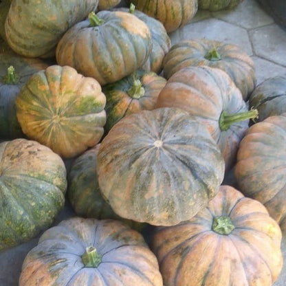 Giant Yellow Pumpkin (Cucurbita maxima) – 100+ Premium Seeds