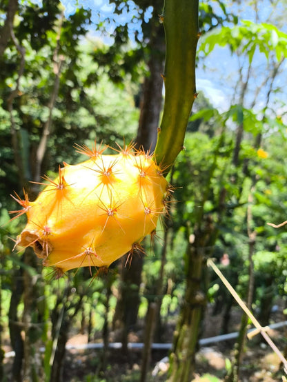 Fresh Palora Yellow Dragon Fruit Cuttings (Hylocereus megalanthus var. Palora) – Premium Sweet Yellow Pitaya Cuttings for Planting (63+ Pcs)