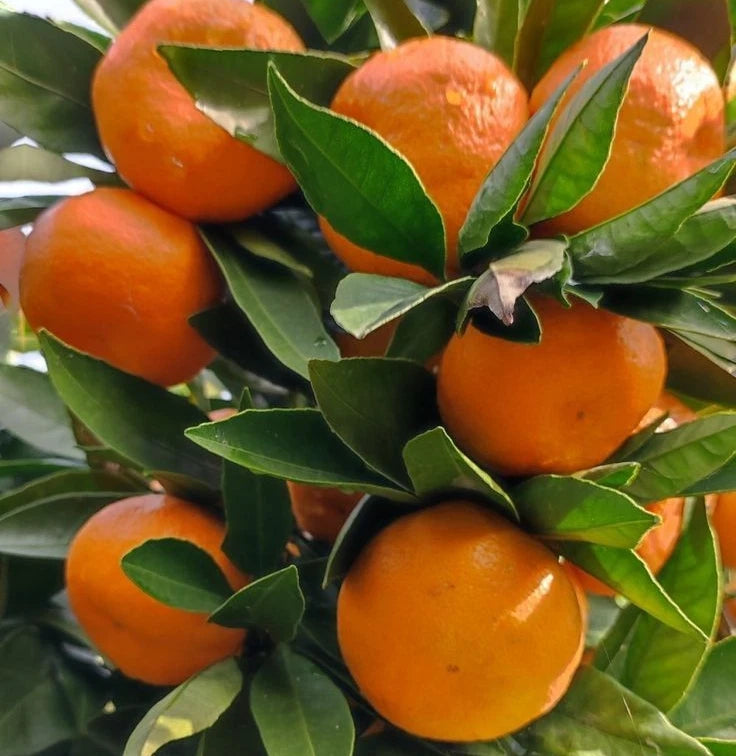 Hamlin Orange Seeds (Citrus sinensis) – 100+ Premium Sweet Orange Seeds