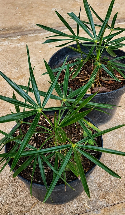 Coccothrinax crinita - The Rare & Iconic 'Old Man Palm'
