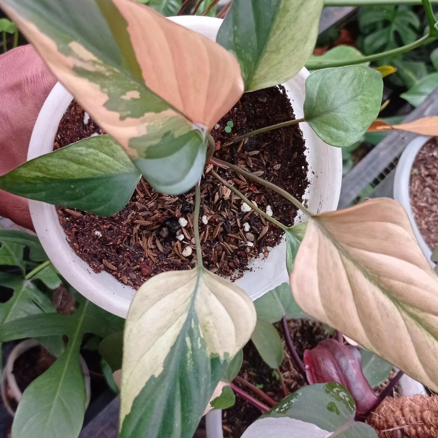 Homalomena 'Pink Diamond' Variegated – Rare Pink Tropical Aroid