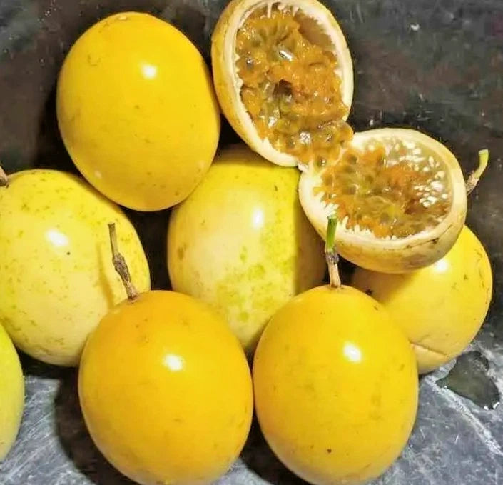 150+ Yellow Passion Fruit Flavicarpa Maracuya Seeds (Passiflora edulis f. flavicarpa) – Premium Tropical Golden Passionfruit Vine Seeds for Planting