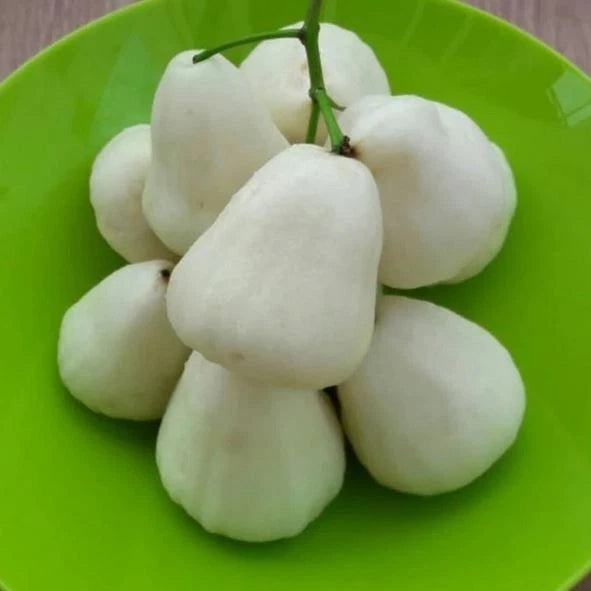 Milk Water Apple Grafted Seedling (Syzygium samarangense) – Premium Sweet White Wax Jambu (Free Phytosanitary Certificate)