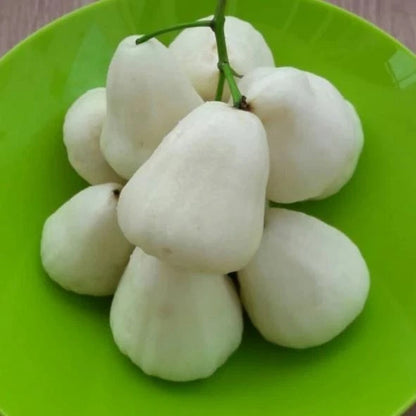 Milk Water Apple Grafted Seedling (Syzygium samarangense) – Premium Sweet White Wax Jambu (Free Phytosanitary Certificate)