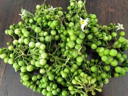 Small Mini Eggplant 1000+ Seeds (Solanum torvum) Takokak Pea Eggplant – Certified Heirloom Vegetable Seeds for Planting