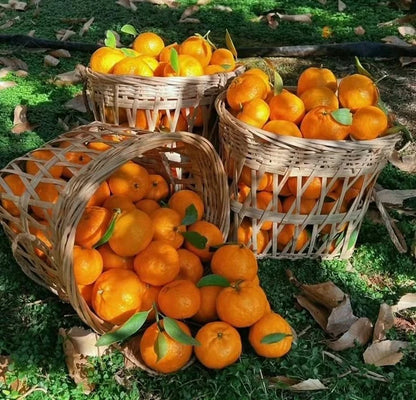 Reikou Orange Seeds (Citrus Reticulata Hybrid) – Certified Heirloom Japanese Mandarin Fruit Crop for Planting